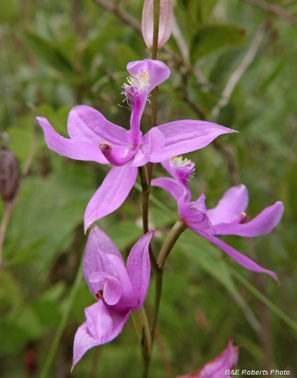 Calopogon