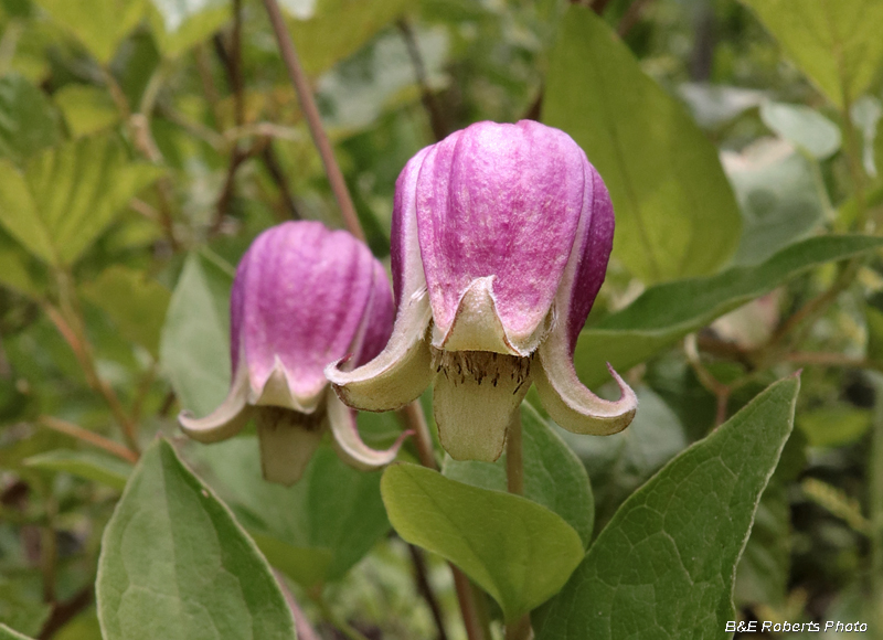 Clematis