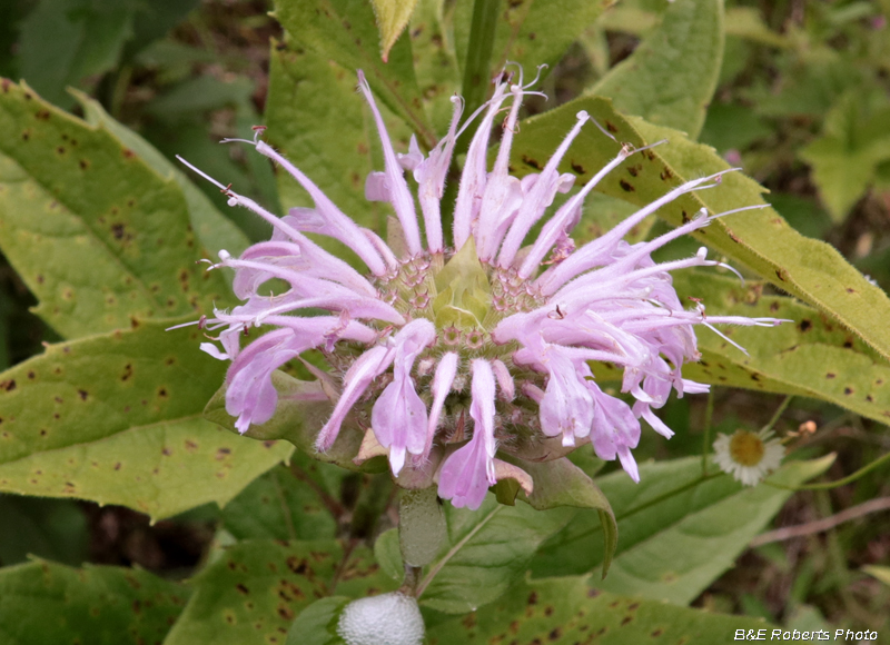 Monarda