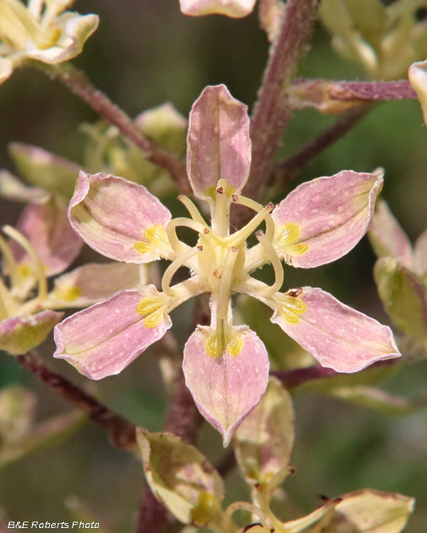 Virginia Bunchflower