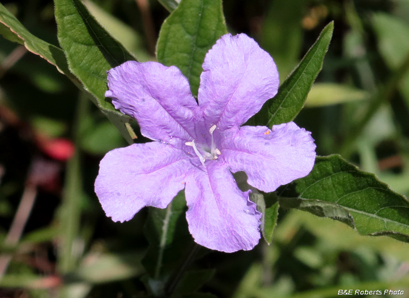 Wild_Petunia