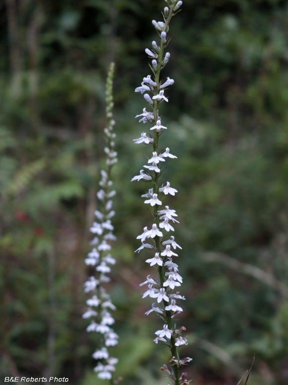 Lobelia_spicata