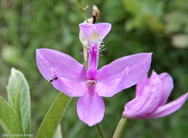 Calopogon