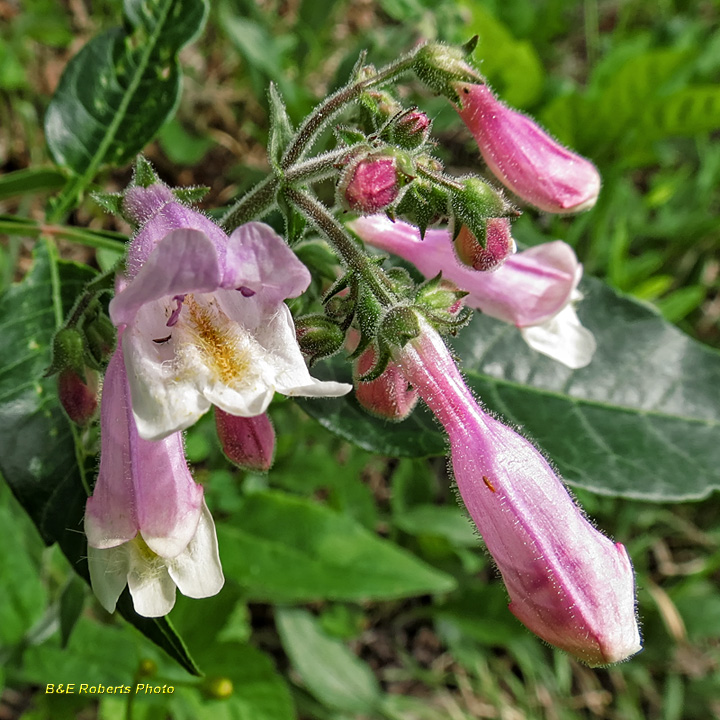 Beardtongue