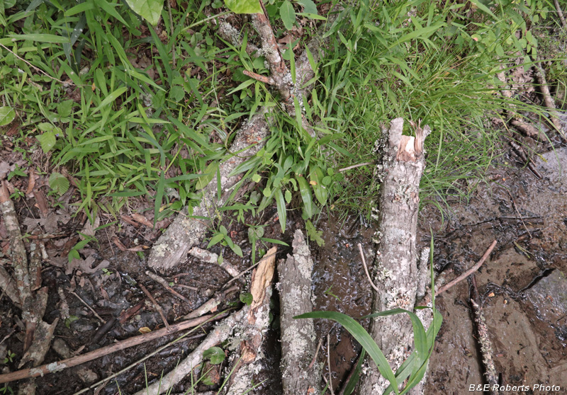 Platanthera_herbiola