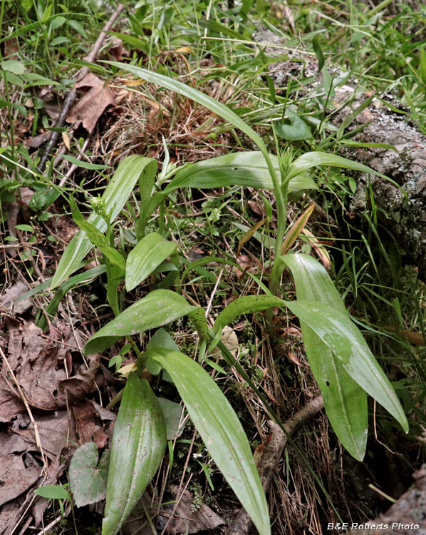 Platanthera_herbiola