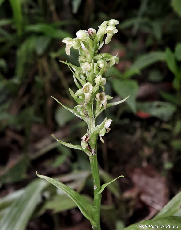 Platanthera_herbiola