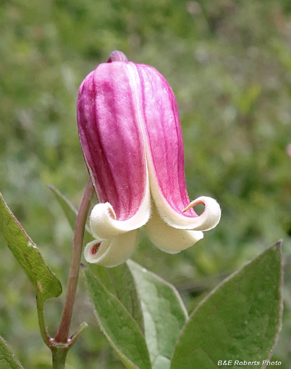 Clematis_viorna