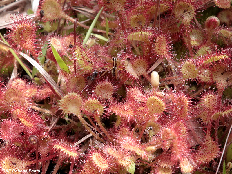 Drosera_spider