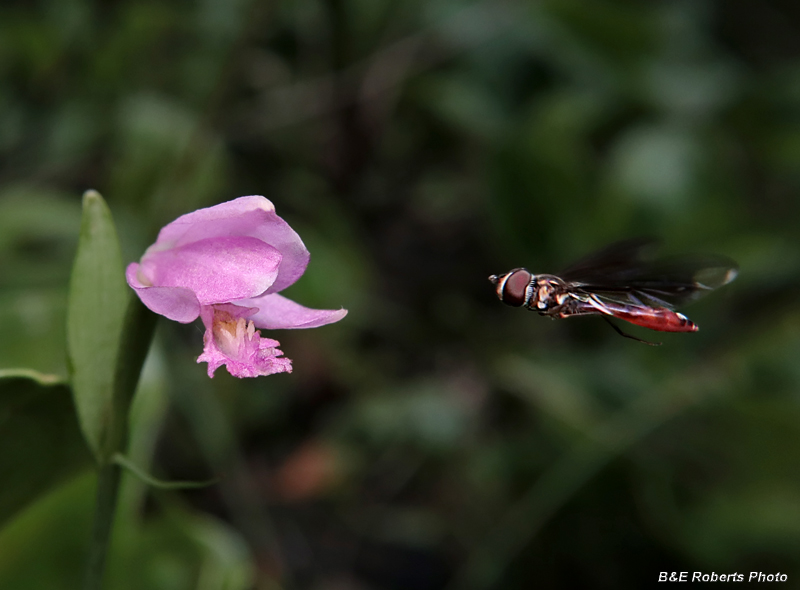 Pogonia-Hoverfly