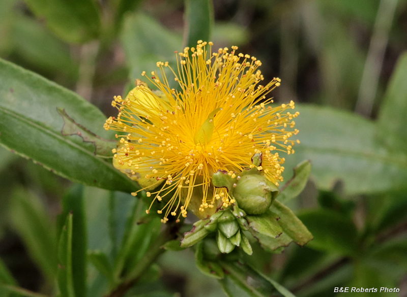 Shrubby_St_Johns_Wort