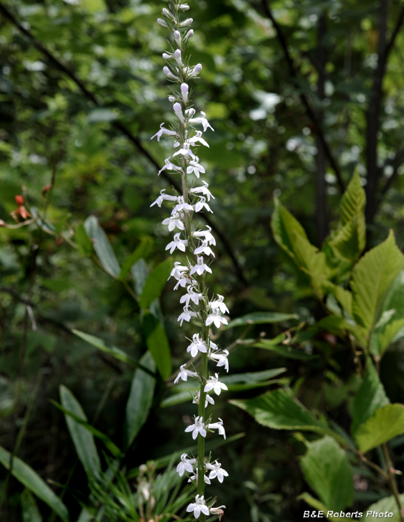 Pale_Lobelia