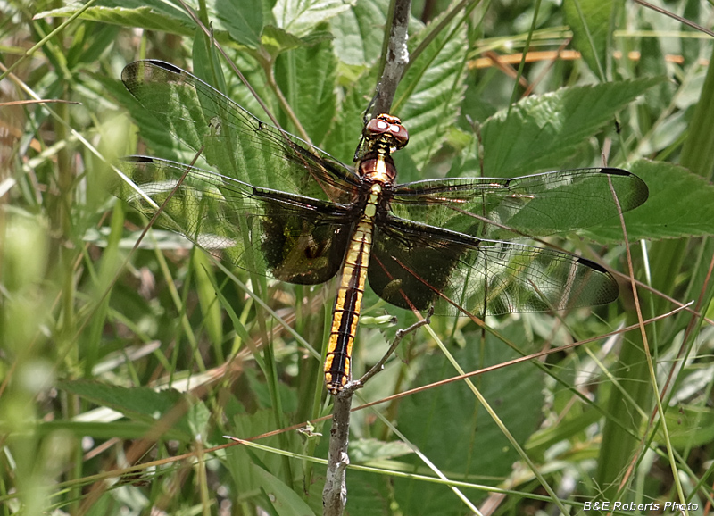 Juvenile_Widow_Skimmer