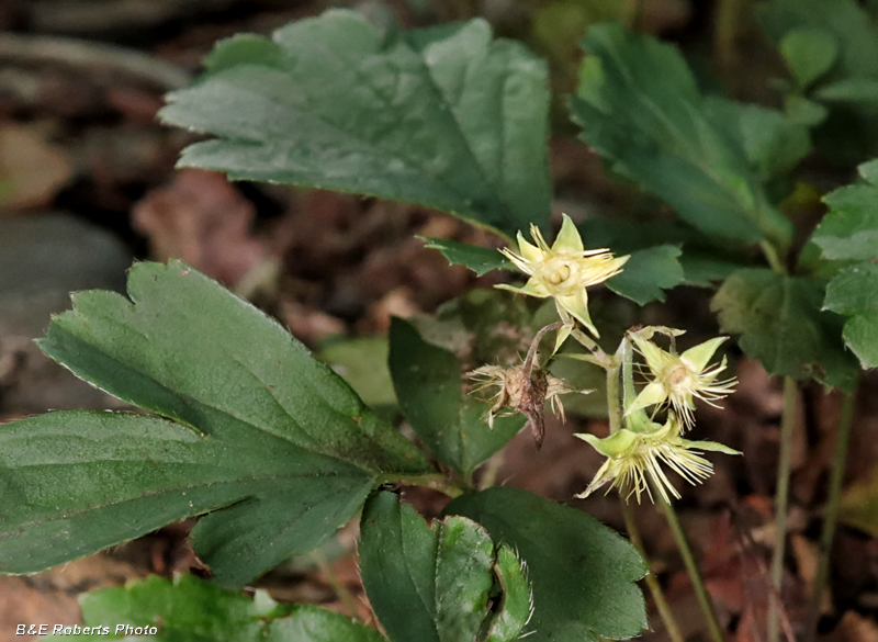 Waldsteinia