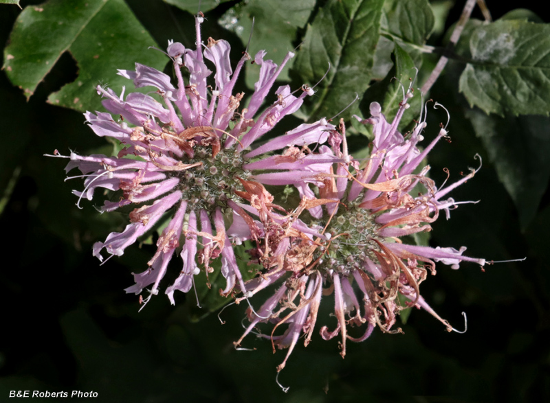 Monarda_fistulosa