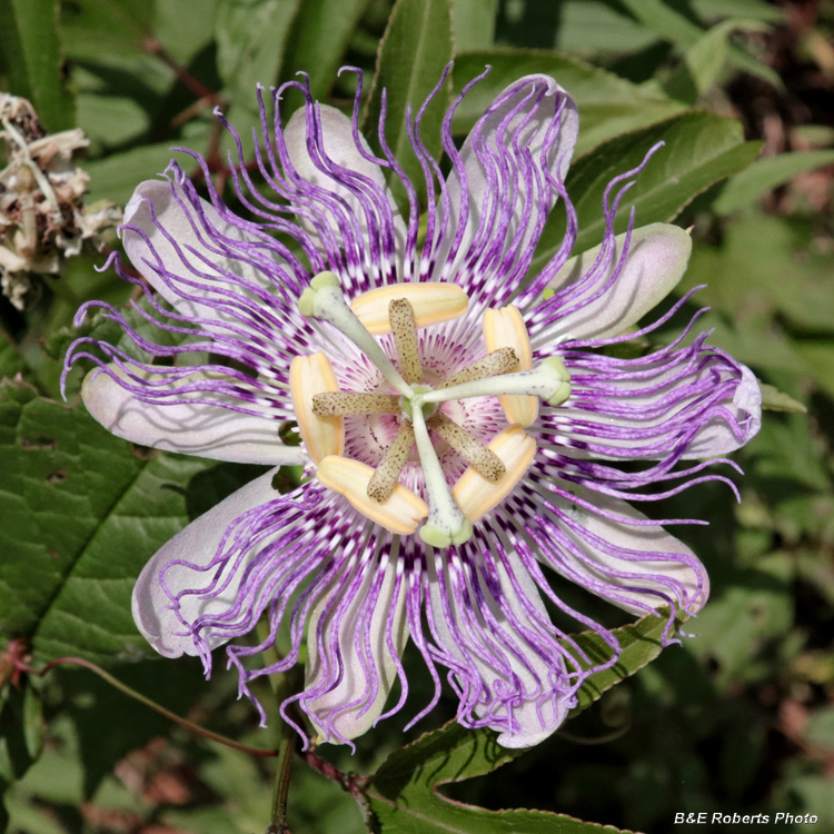 Maypop