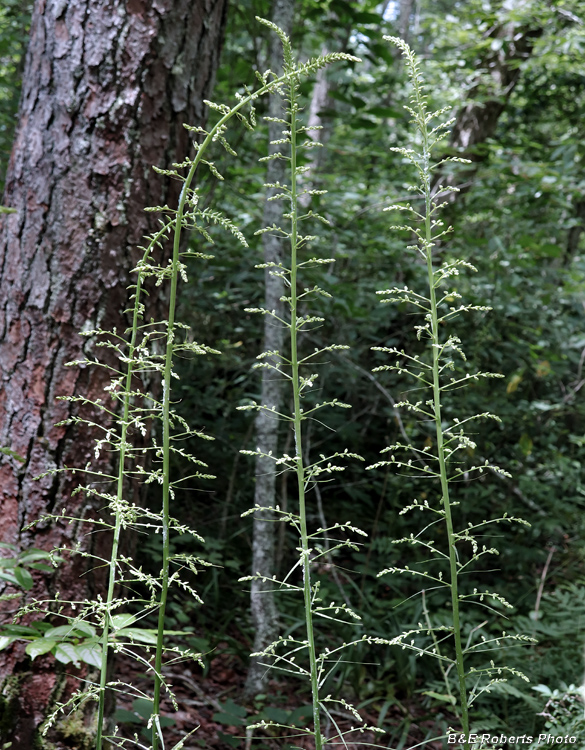 Stenanthium