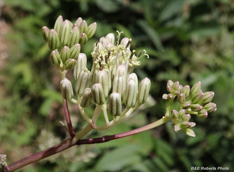 Arnoglossum