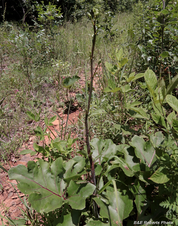 Silphium_compositum