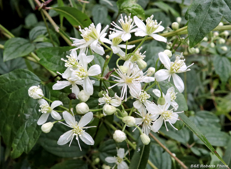 Clematis_virginiana