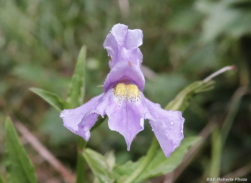 Mimulus_ringens