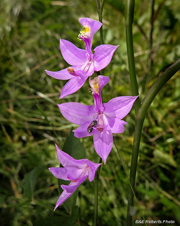 Grass_Pinks