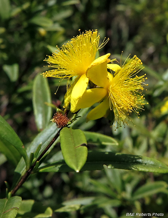 Hypericum_cistifolium