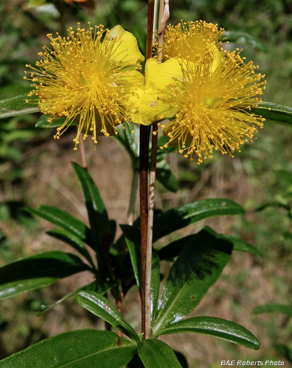 Hypericum