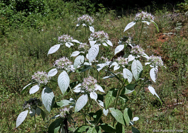 Mountain_mint