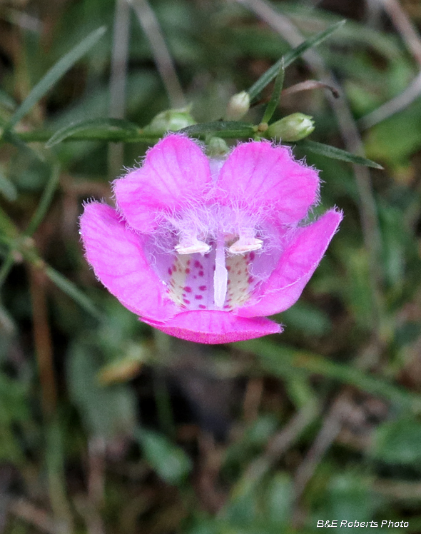 Agalinis-Gerardia