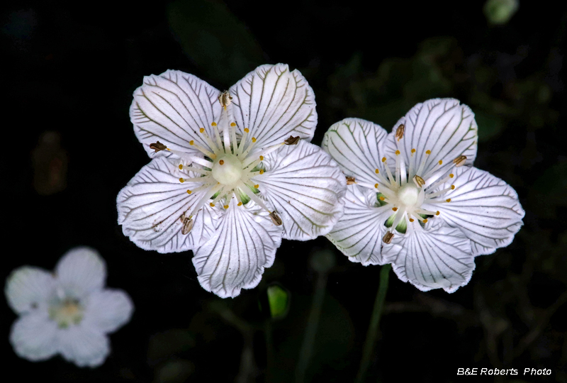 Parnassia_asarifolia