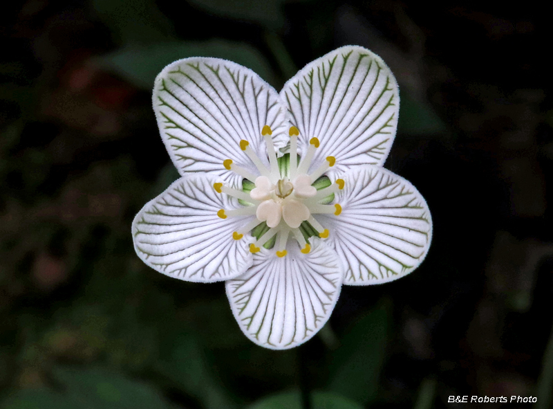 Parnassia_asarifolia