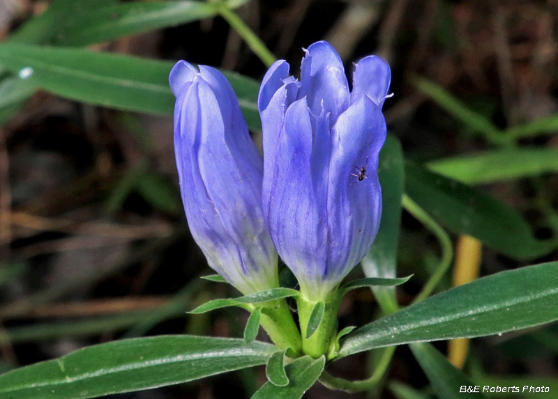 Gentiana_saponaria