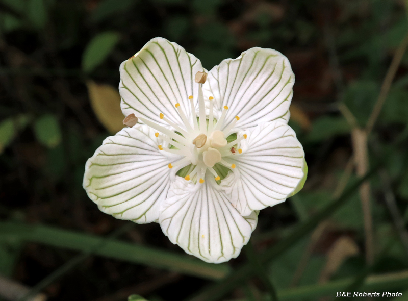 Parnassia_asarifolia