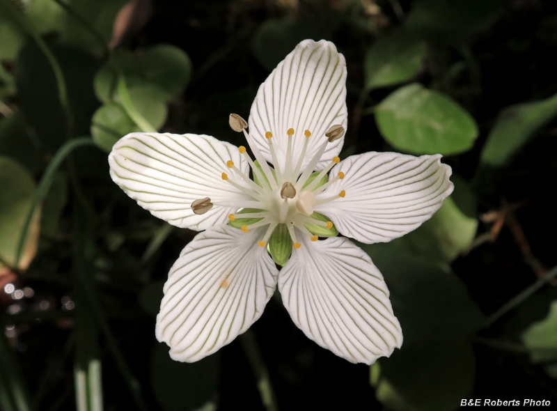 Parnassia_asarifolia