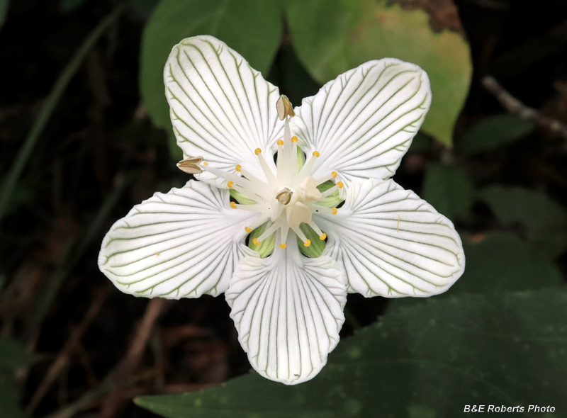 Parnassia_asarifolia