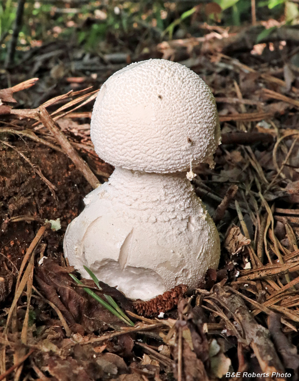 Amanita_Mushroom