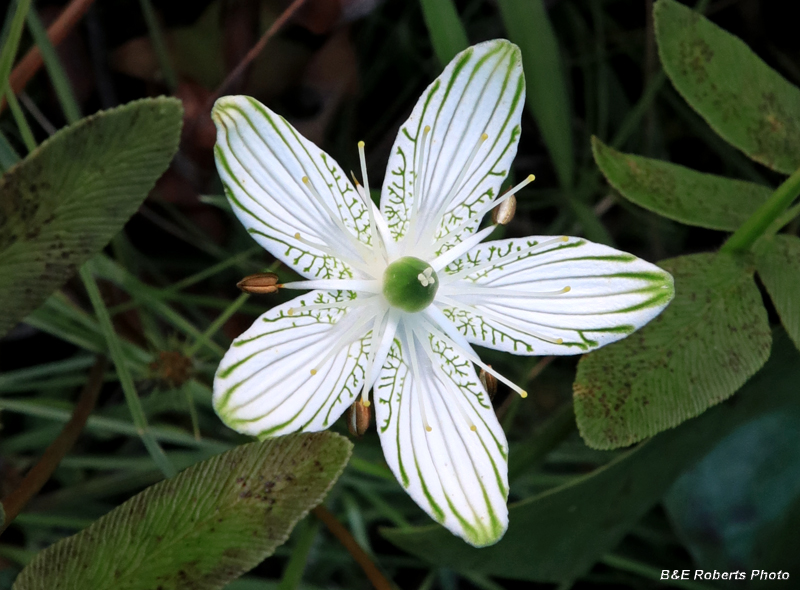 Parnassia_grandifolia