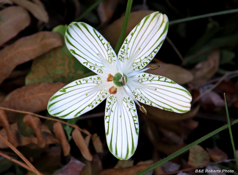 Parnassia_grandifolia