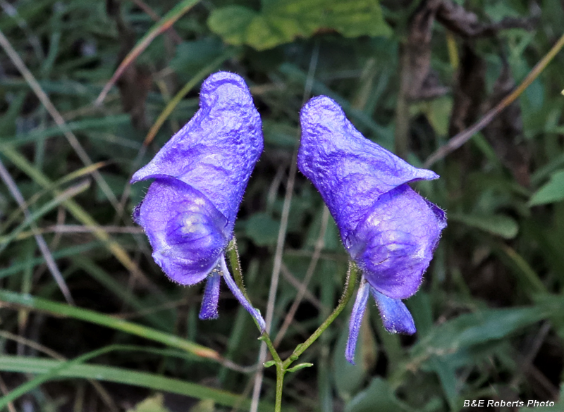 Monkshood