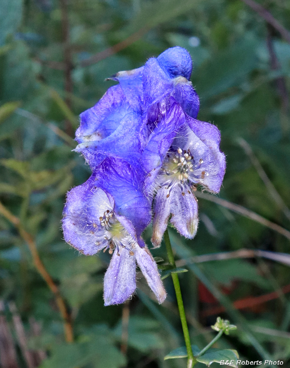 Monkshood