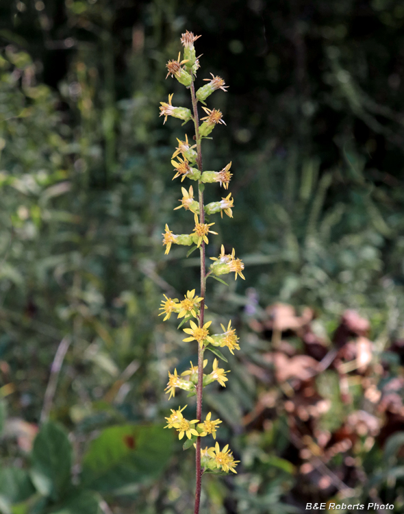 Solidago_bicolor