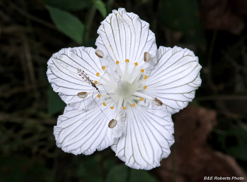 Parnassia_asarifolia