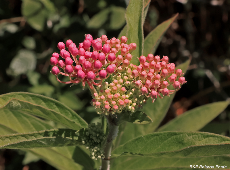 Swamp_Milkweed