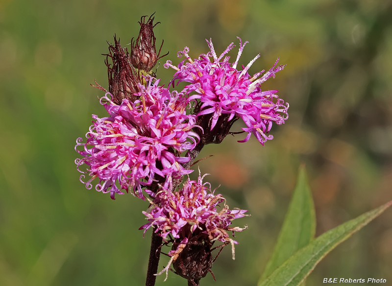 Ironweed