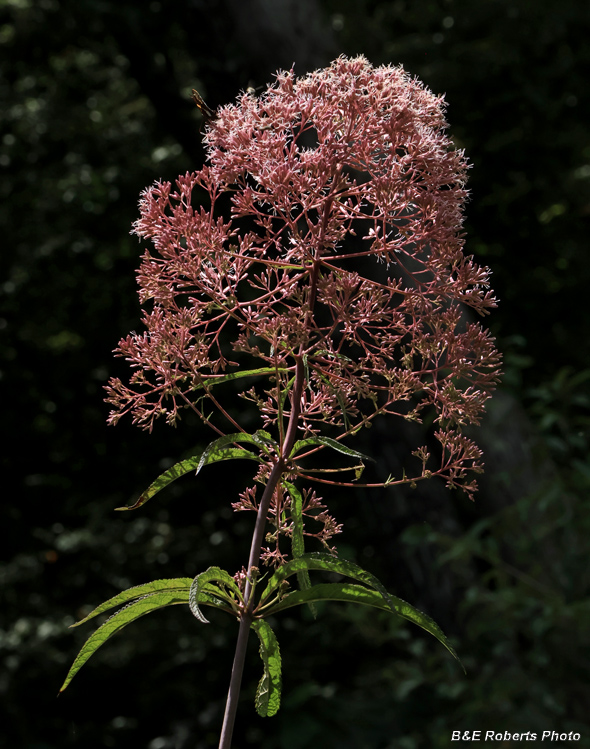 Joe_Pye_weed
