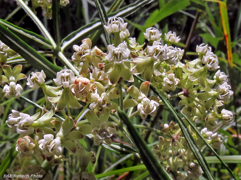 Whorled_Milkweed