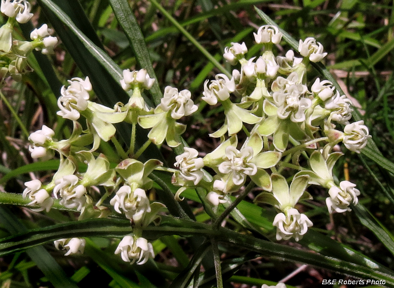 Whorled_Milkweed