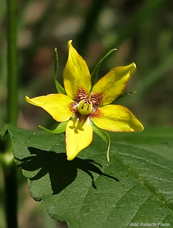 Loosestrife