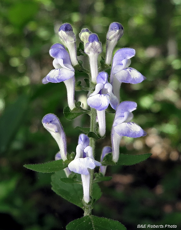 Skullcap